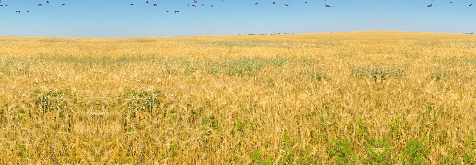 תן למילים - משתה המילים הגדול